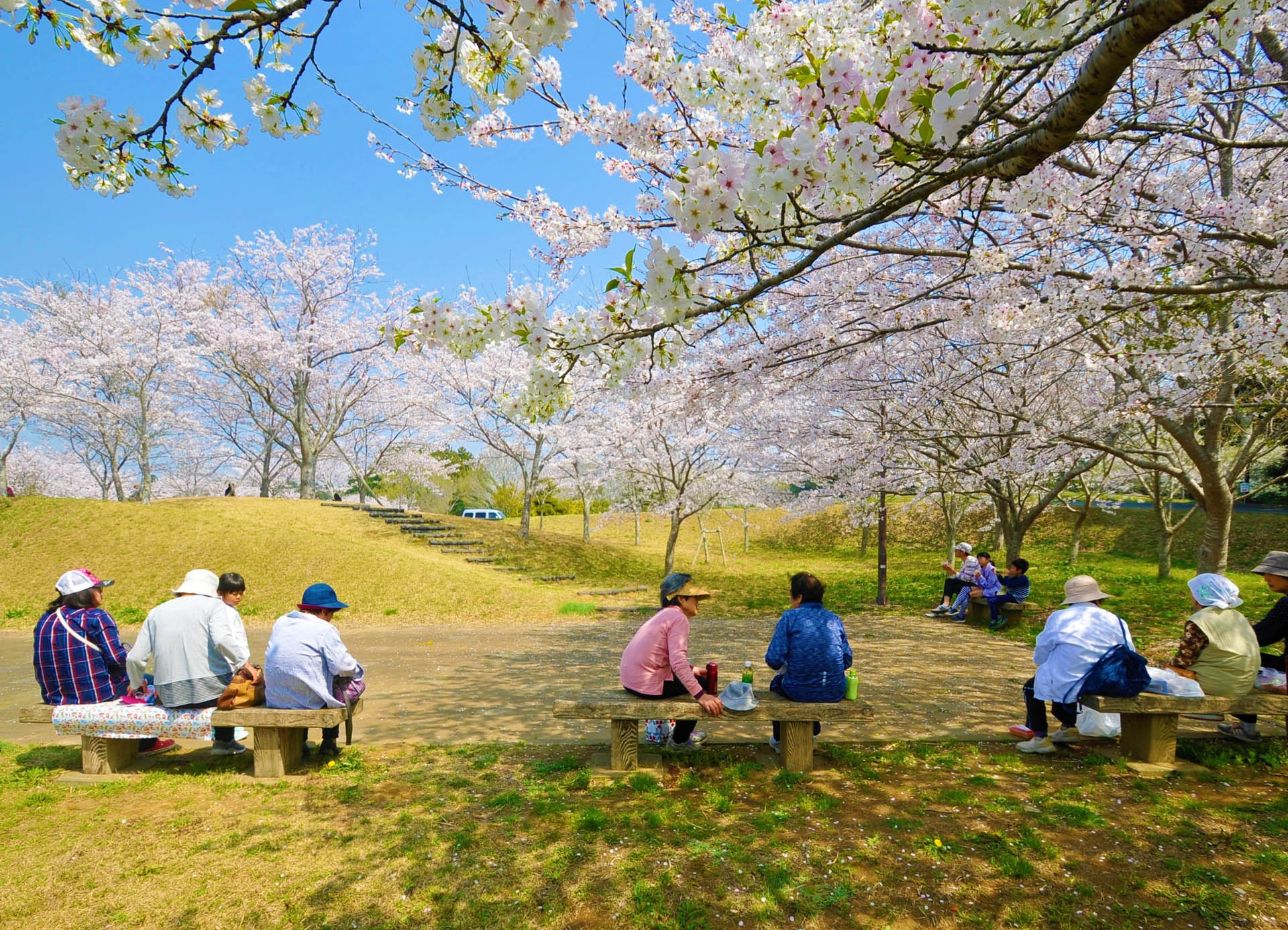 天神山公園 桜まつり 匝瑳市観光協会