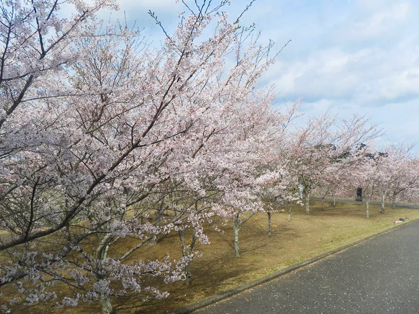 天神山の桜景観2
