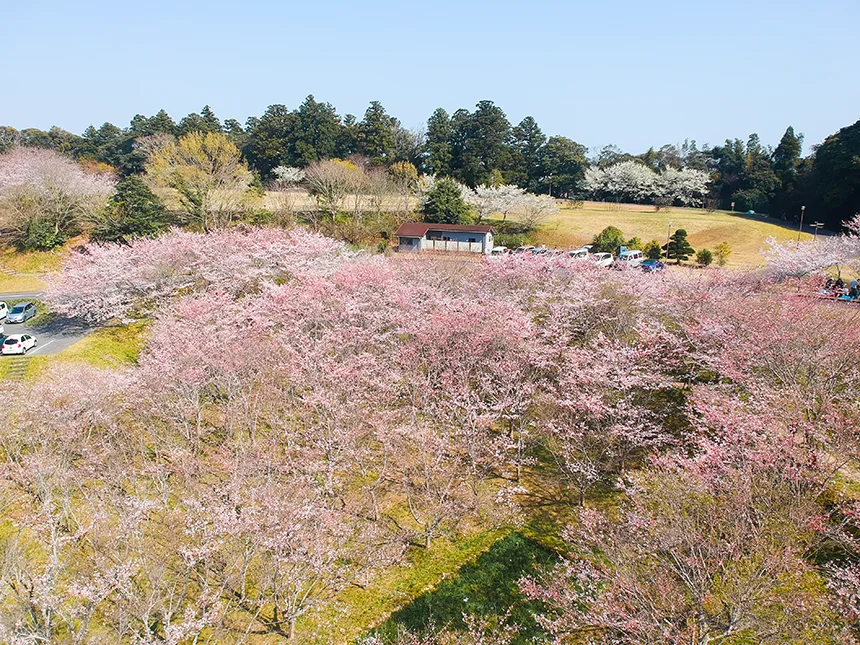 天神山の桜景観1