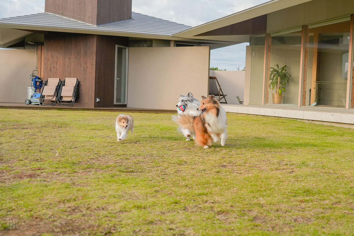 広々としたドッグラン